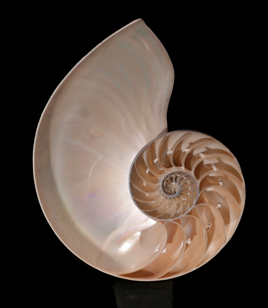 WUNDERKAMMER